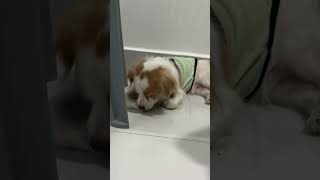   Below  feed shorts doglover puppy love pets cute bestfeed cutedog doggo