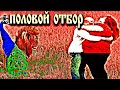 Половой отбор и половой диморфизм у животных и человека