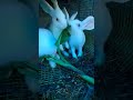 #cutie #rabbits 😊😊🙃