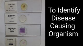 Identify Common Disease-Causing Organism 12th bio practical no -14 cbse, gseb