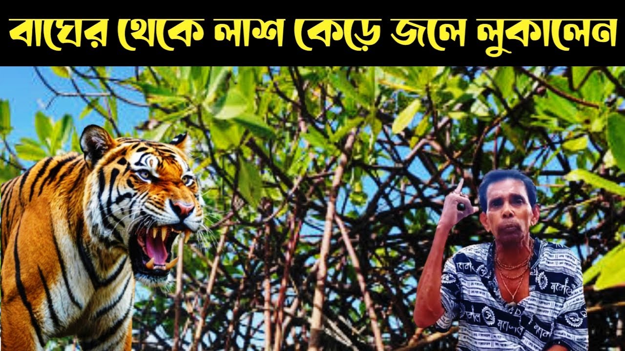 লাশ কেড়ে নেওয়ার পর বাঘ ছুটে ছুটে আসছে || Sundarban Tiger
