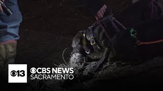 Volunteers hit Sacramento streets at night with dogs to hunt for rats