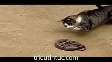Cuộc chiến giữa mèo và rắn