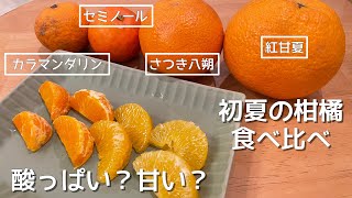 初夏の柑橘4種食べ比べ 【紅甘夏・さつき八朔・セミノール・カラマンダリン】