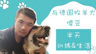 与德国牧羊犬「傻豆」半天的训练与生活Volg