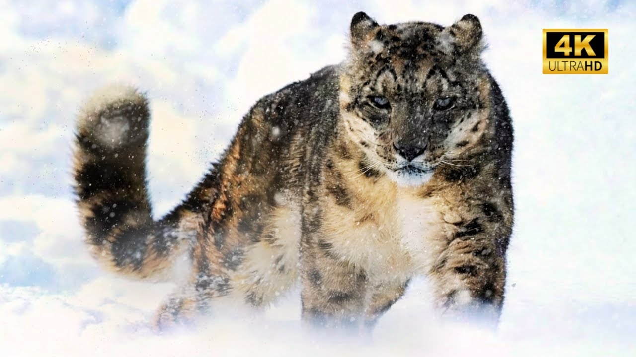 FELINOS DO MUNDO | A Jornada dos Caçadores Mais Fascinantes da Terra | Documentário Animal