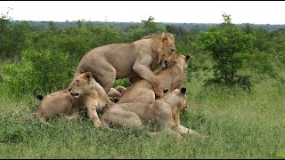 Male Lions Losing Their Grip on the Pride (Tintswalo Males)