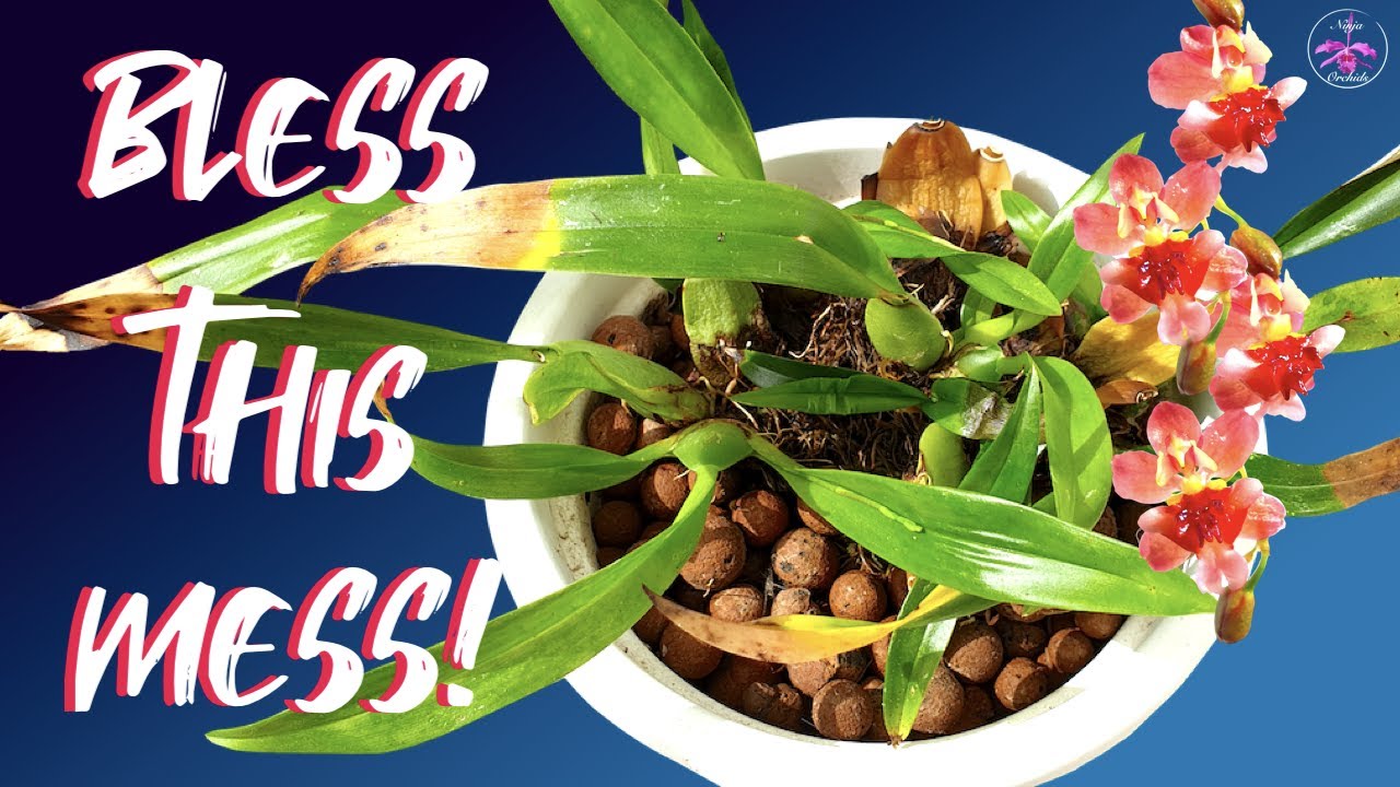 Oncidium Twinkle pot FULL of LESSONS | Rot | Desiccation | Pest Prevention Trauma etc 