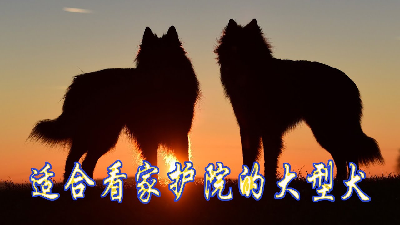 你知道哪些大型犬適合看家護院嗎 如果你現在有需要這樣兇猛 而且對主人忠心耿耿的大型犬種 那就進來看看吧 Youtube