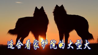 你知道哪些大型犬適合看家護院嗎？如果你現在有需要這樣兇猛，而且對主人忠心耿耿的大型犬種，那就進來看看吧。