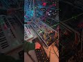 Wasp and Bass #modularsynths
