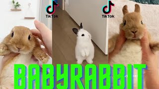 COMPILATION DES VIDÉOS TROP MIGNONNE DE LAPIN TIKTOK  ( babyrabbit )