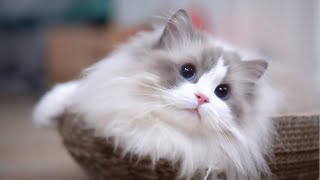 Ragdoll Cat Really Cute & Beautiful Playing In Plastic Bag Compilation超萌可愛漂亮的布偶貓喜歡和袋子玩耍合輯|Cat Vlog