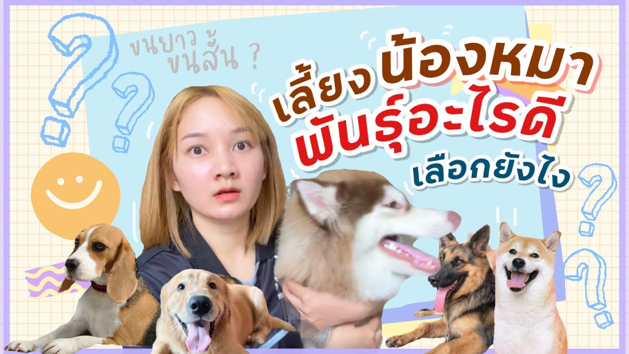 เลี้ยงสุนัขสายพันธุ์อะไรดี | สุนัขน่าเลี้ยง | สุนัขยอดนิยมในไทย (Ep.27) -  Youtube