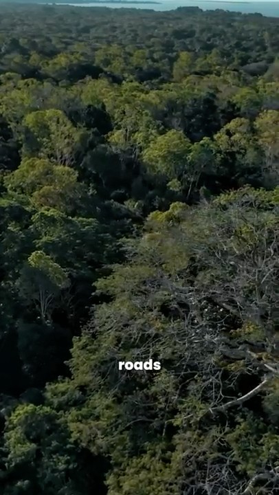 Here’s what it’s actually like to get lost in the amazon rainforest ...