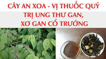 CÂY AN XOA  - VỊ THUỐC QUÝ TRỊ UNG THƯ GAN, XƠ GAN CỔ TRƯỚNG