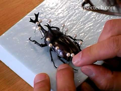 甲虫 カブトムシ標本の作り方 Youtube