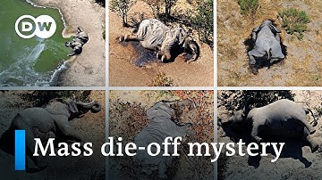 Hundreds of elephants die mysteriously in Botswana’s Okavango Delta | DW News