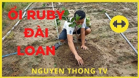 ổi ruby ruột đỏ không hạt cây trồng kinh tế cao // Nguyên Thông TV