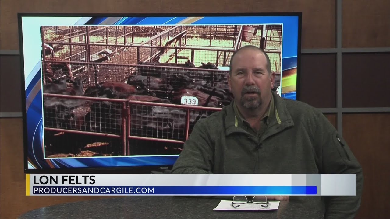 Producers Livestock Auction Report YouTube