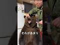 これは世界でいちばんかわいいクマです