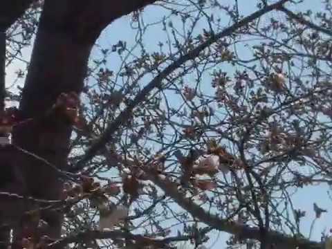 桜の幹からでた花が先に咲いた Youtube