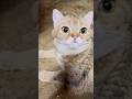Remix Cats Cat Kitten Shortvideo Cute Catshorts Pets Catvideos Cutecat Funny 2025 Remix Cats Cat Kitten Shortvideo Cute Catshorts Pets Catvideos Cutecat Funny 2025