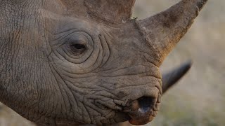 How to save a Rhino's life!