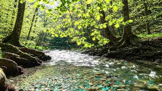 Bright Forest Morning | Clear Stream & Birdsong | 8 Hrs Relax