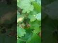 sweetest surprise 🍈|| joy of picking #ytshorts #food #garden