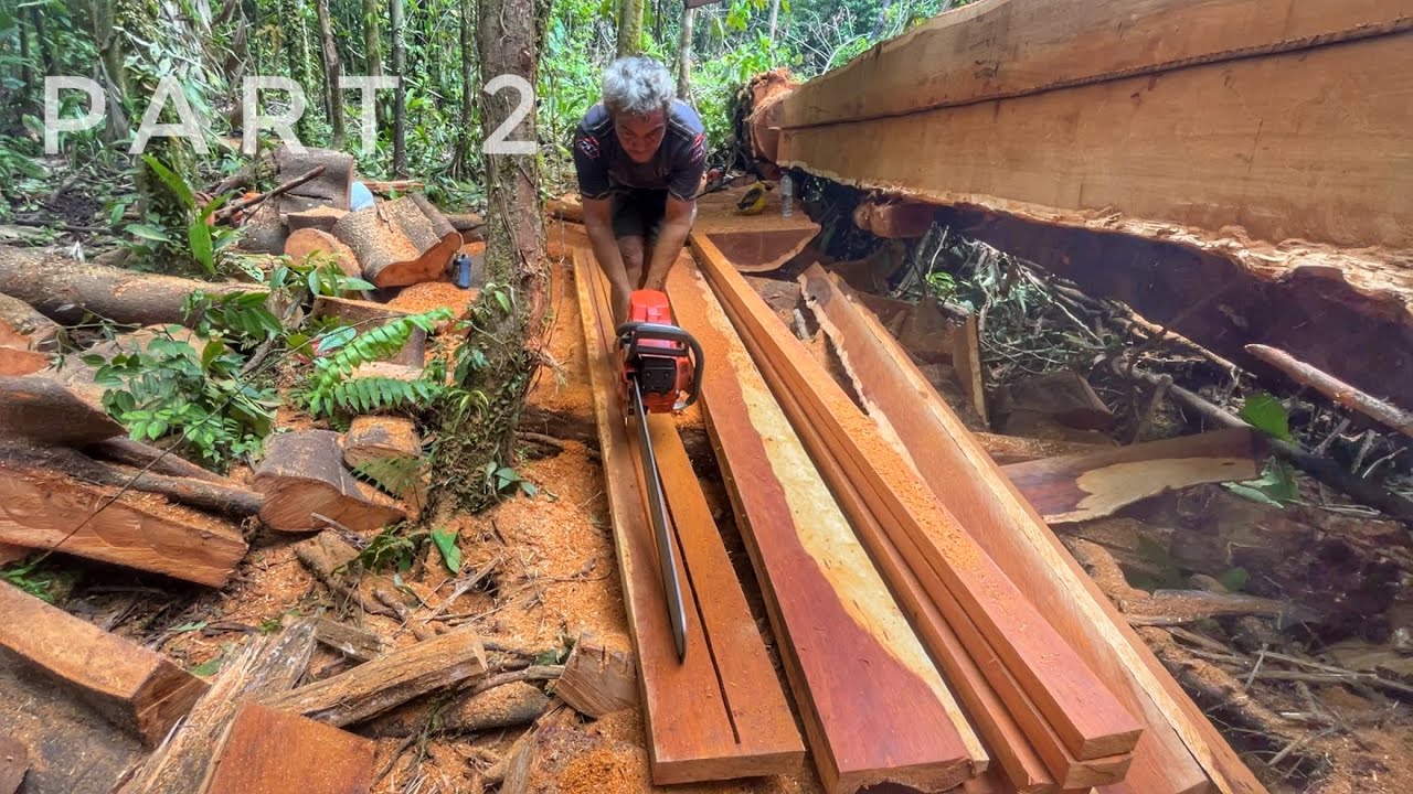 Performa terbaik mesin chainsaw mengolah kayu merbau terbungkus beringin #husqvarna #yasuka #stihl 