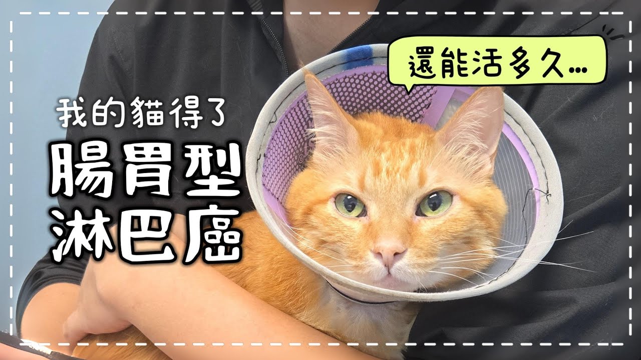 【魚乾】貓咪癌症怎麼辦？從發現到化療/治療費用/情緒轉變紀錄。#貓咪癌症