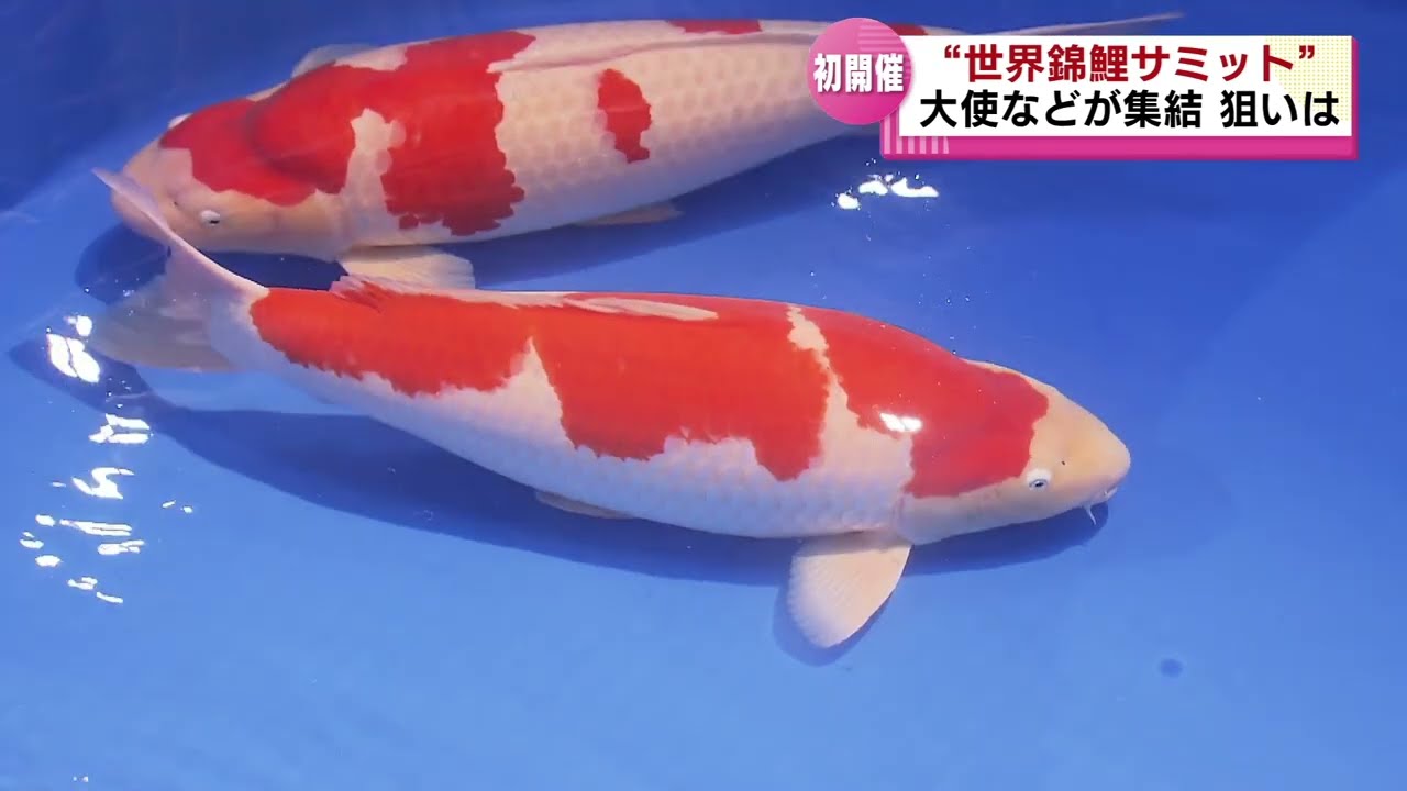 新潟で初の開催】「世界錦鯉サミット」 21か国の大使などが集結 その