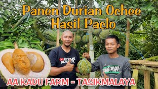 Panen Durian Ochee Hasil Paclobutrazol AA KADU FARM