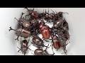 カブトムシフェスタ2026 A large number of Japanese rhinoceros beetles 【カブトムシ・クワガタムシ】