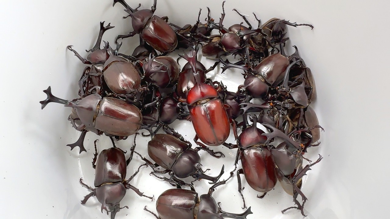 カブトムシフェスタ2026 A large number of Japanese rhinoceros beetles 【カブトムシ・クワガタムシ】