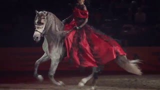 Andalusian horse Albizio II at Tallinn International Horse Show 2015