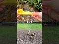 Kids Learn | Animal Names at the Stream: Hyena Frog Axolotl Emu Duck