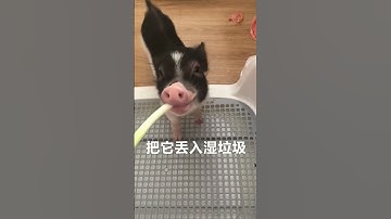 Master the Art of Recycling in Shanghai: Have You Learned Waste Sorting Yet? 💚