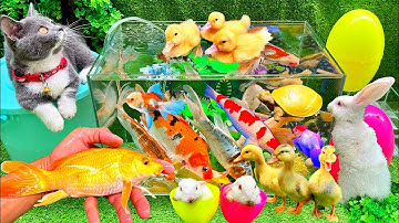 Vịt Con Cá Vàng Bơi, Bắt Các Con Vật Dễ Thương, Mèo Dễ Thương, Rùa Thỏ, Cá Koi, Cá Chép Đầy Màu Sắc