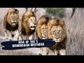 THE STORY OF THE BIRMINGHAM MALE LIONS - KINGS OF SABI SANDS GAME RESERVE