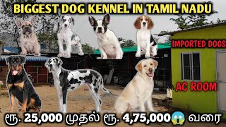 Biggest dog kennel in tamil | Dog farm | Labrador | Great dane dog | Beagle dog | Rottweiler dog