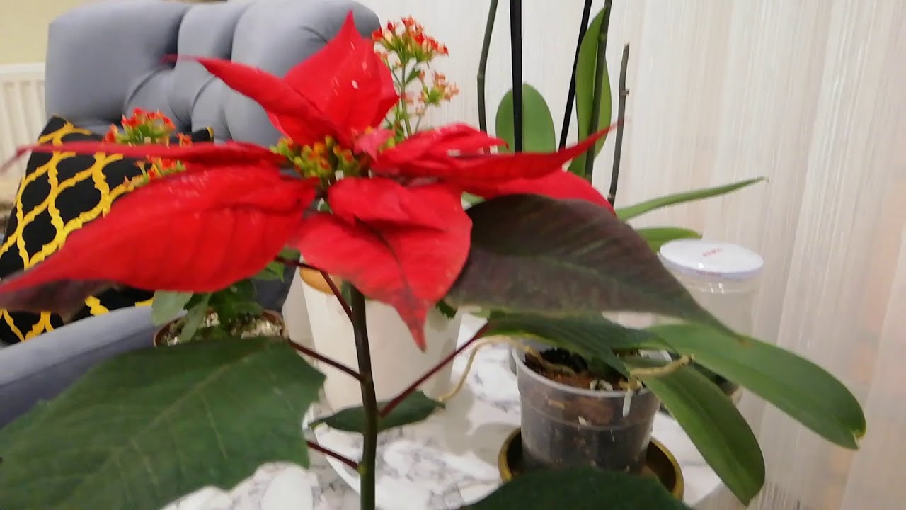 Atatürk çiçeğinin yaprak dökmemesi için önemli bilgiler/ bakımı