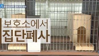 청주 유기반려동물보호센터에서 15마리 집단 폐사ㅣMBC충북 NEWS