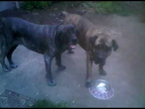 fila brasileiro vs presa canario