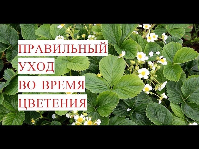 Выращивание Клубники. Правильный Уход Во Время Цветения.(12.06.17)