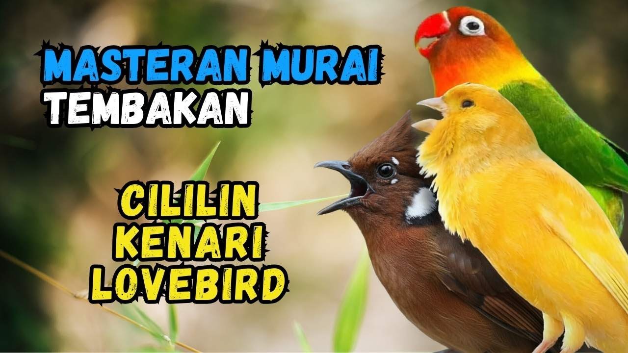 Masteran Murai Tembakan Kenari, Cililin, Lovebird