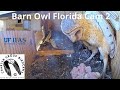 Live barn owl florida cam 2 the charter group of wildlife ecology university of florida
