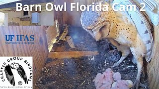 LIVE Barn Owl Florida Cam 2| The Charter Group of Wildlife Ecology| University of Florida