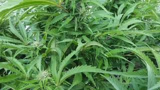 2019 outdoor cannabis garden. Shaking tops in the sun